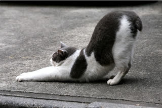 Why Do Cats Arch Their Backs? 6 Reasons Uncovered!